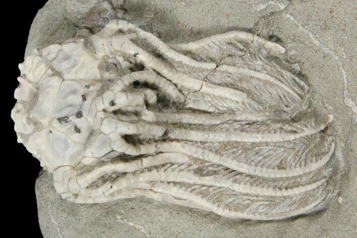 Crinoid (Platycrinites) Fossil - Crawfordsville, Indiana #132446